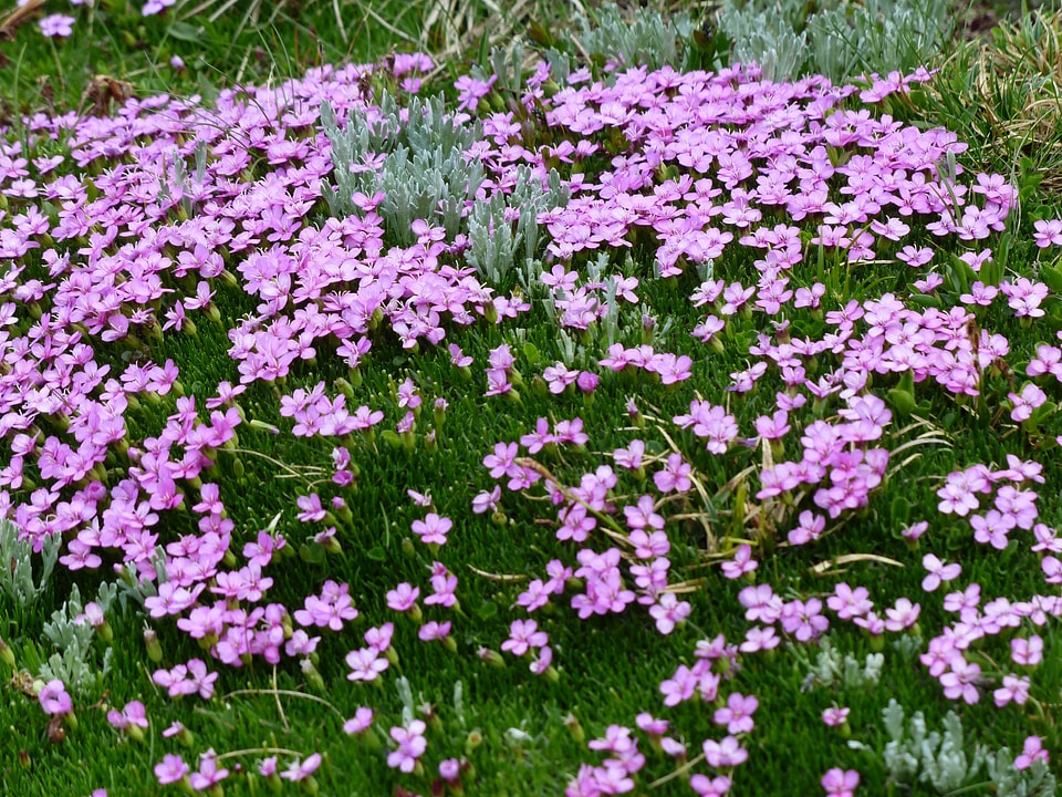 Pink flowers silene acaulis