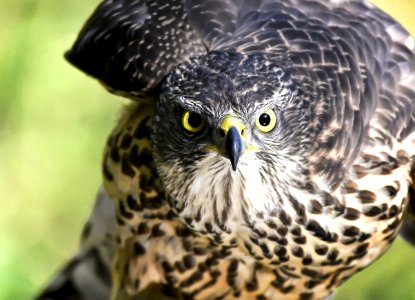 Close-up Of Eagle
