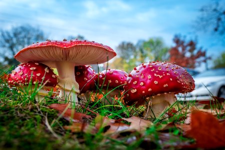 Amanita Muscaria Fly photo