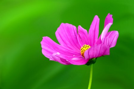 Close-up Of Pink Flower photo