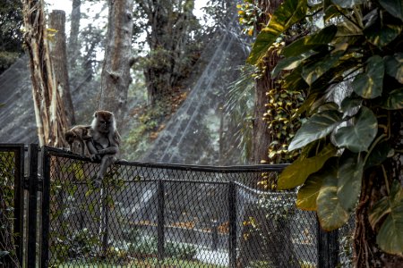 Animal Climb Fence