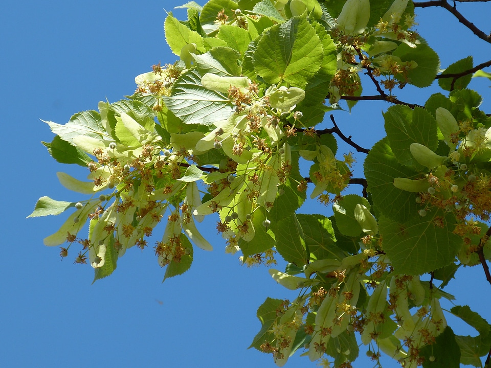 Lime blossom leaf lipovina