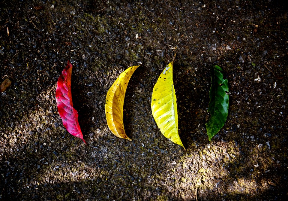 Bright Close-up Colors