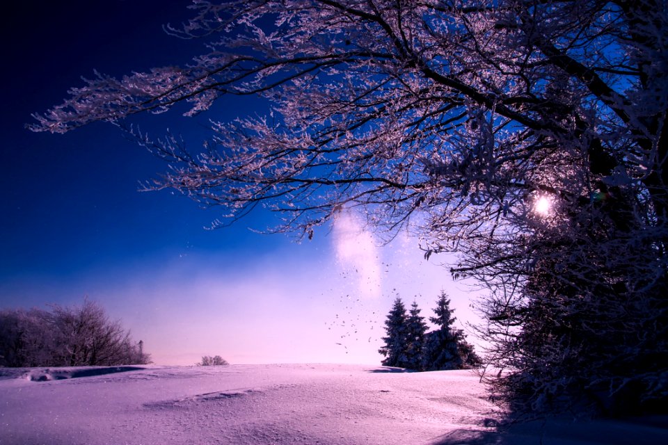 Trees Against Sky During Winter