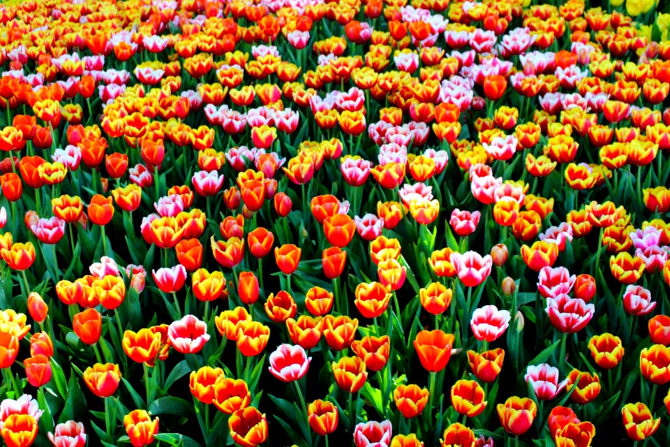 Close-up Of Tulips