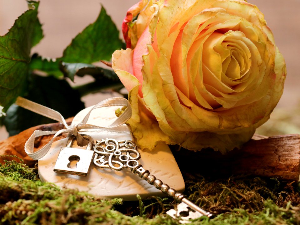 Close-up Of Roses