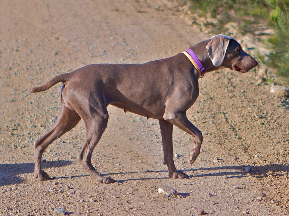 Puppy collared canine