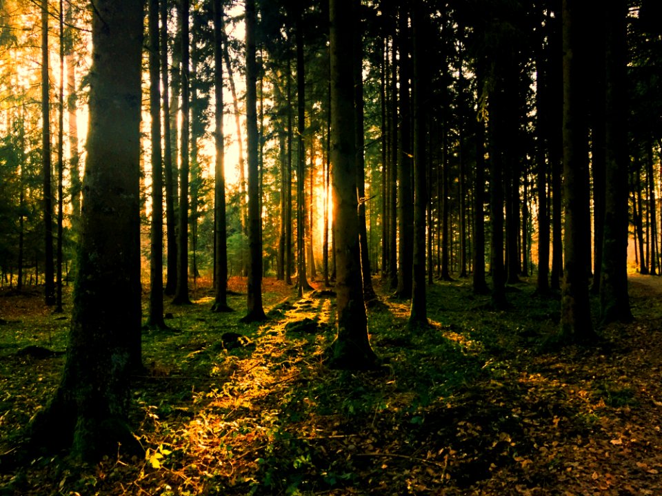 Landscape Photography Of Green Leaf Trees photo