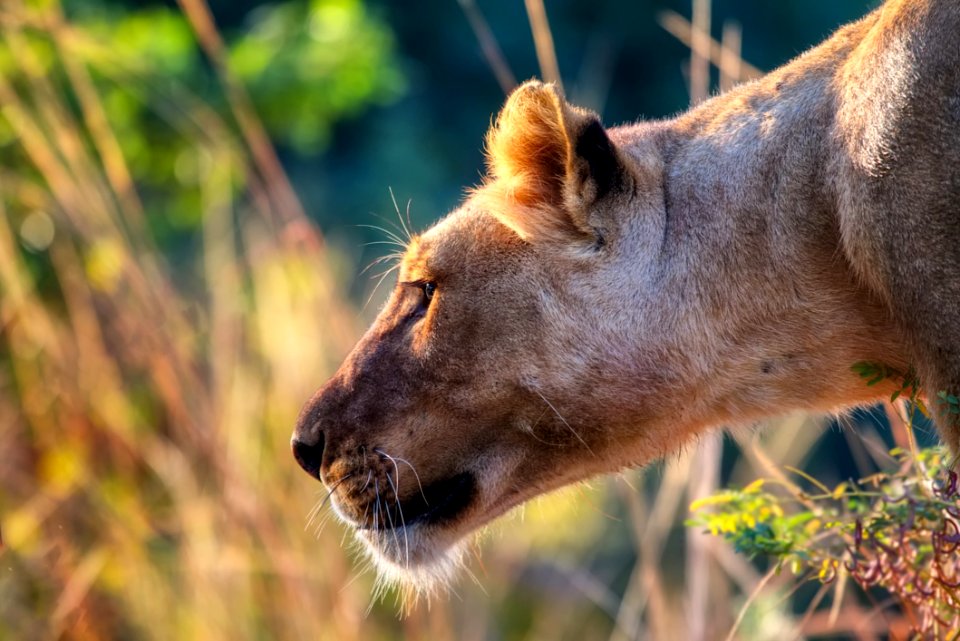 Close-up Of A Lioness