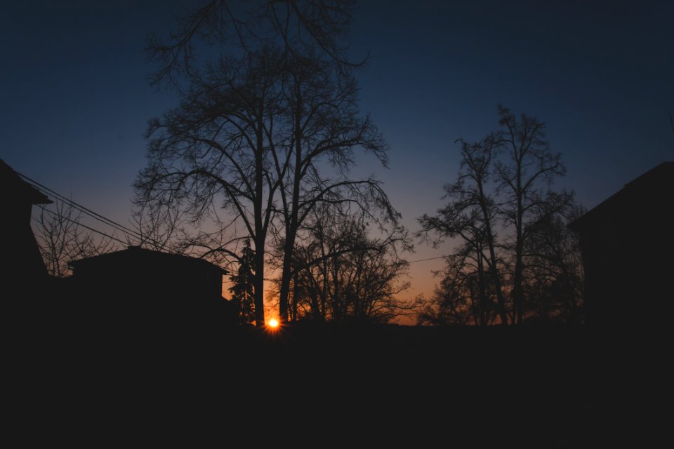 Backlit Branches City