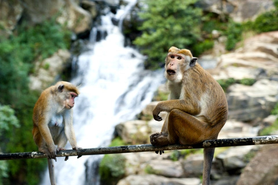 Animal Photography Blur