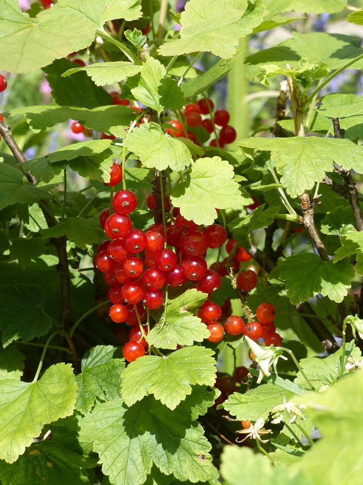 Berries fruit red