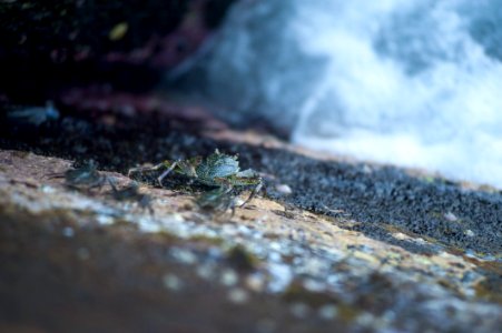 Crab Indonesia Macro