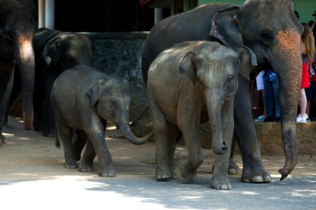 Animal Elephant Elephants