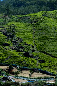 Agriculture Countryside Crop