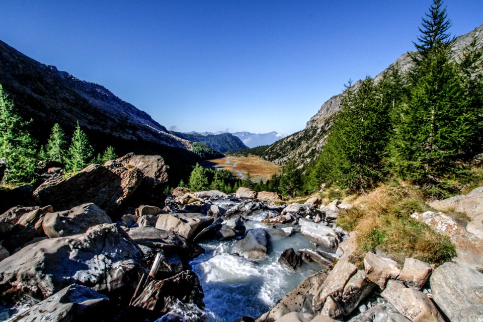 Conifers Environment Fir