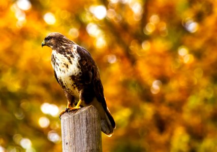 Close-up Of Eagle Perching On Outdoors photo