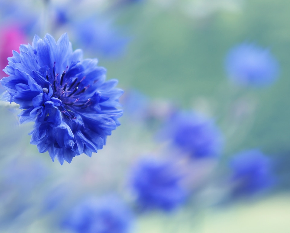 Plant natural blossom