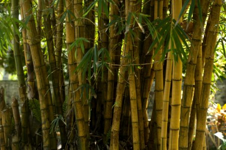 Bamboo Trees Blur