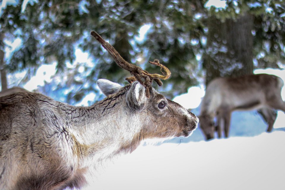 Animal Photography Antler