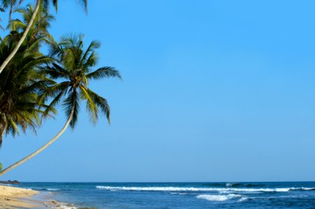 Beach Coast Coconut