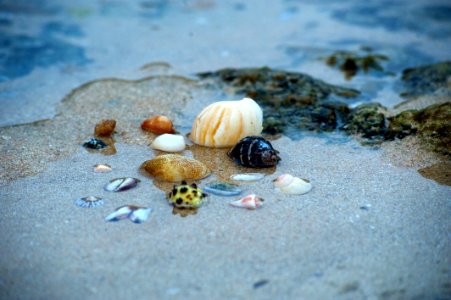 Beach Ocean Sand photo