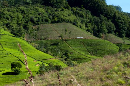 Agriculture Countryside Crop