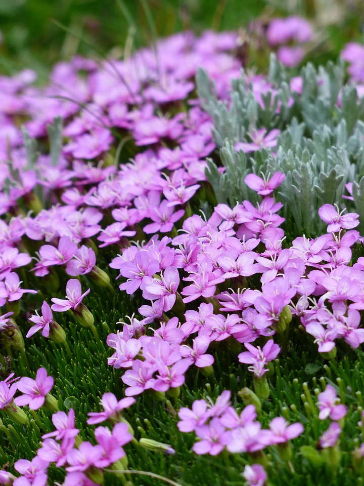 Pink flowers silene acaulis