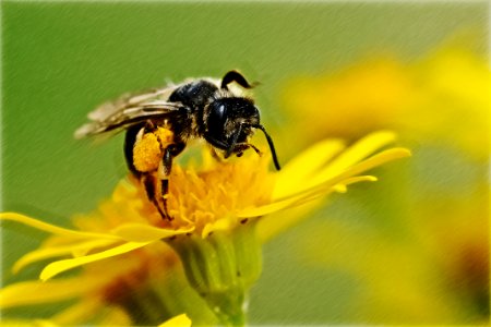 Close-up Of Bee On Yellow Flower photo