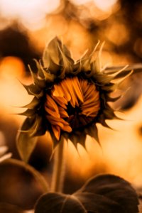 Close-Up Photography Of Sunflower