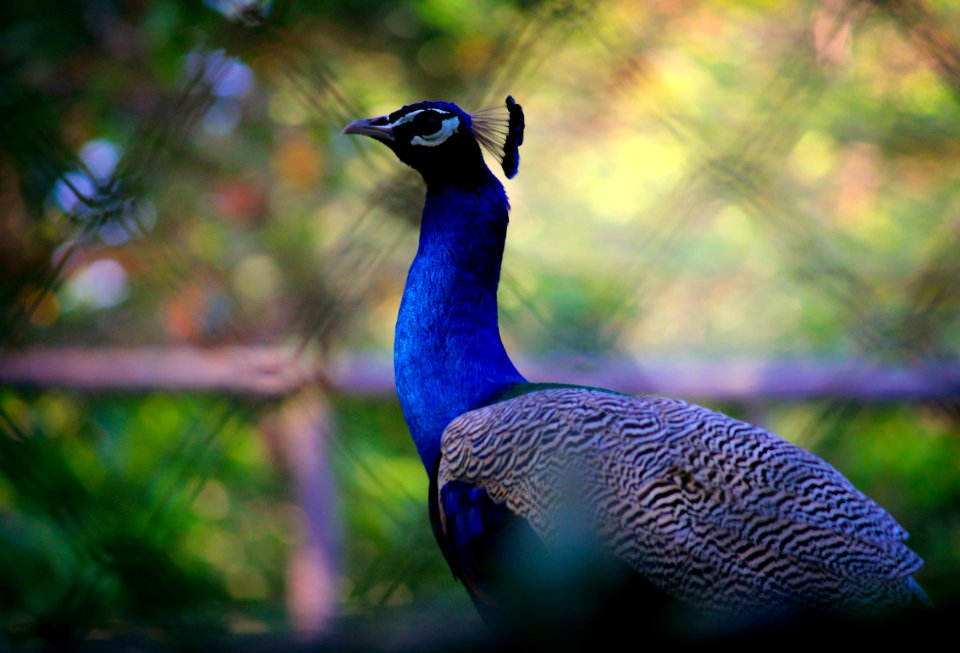 Animal Photography Avian