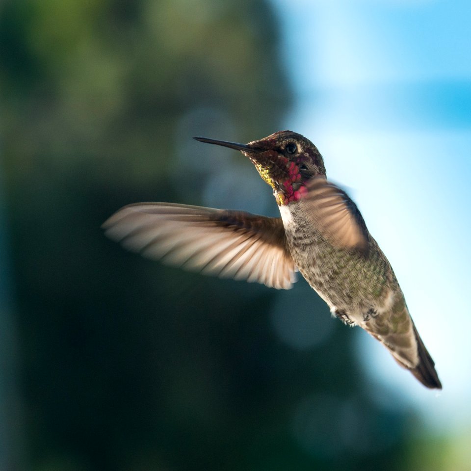 Close-up Of Bird Flying photo