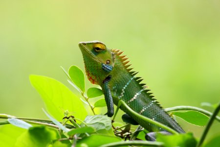 Animal Chameleon Close-up