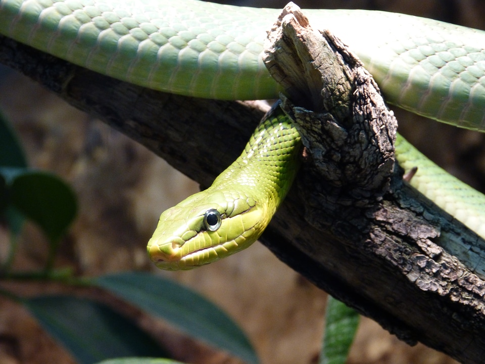 Animal scale creature