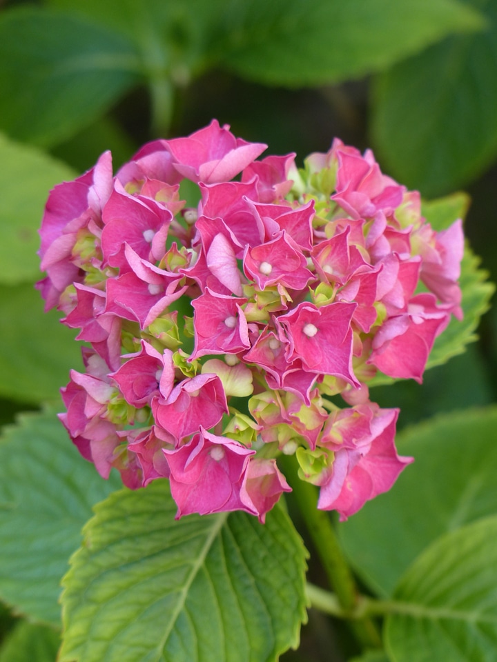 Bloom pink hydrangea macrophyll