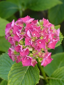 Bloom pink hydrangea macrophyll photo
