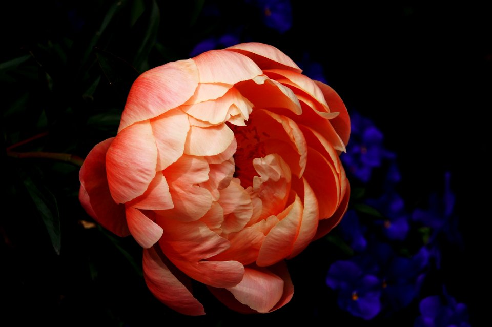 Bloom Blossom Flora