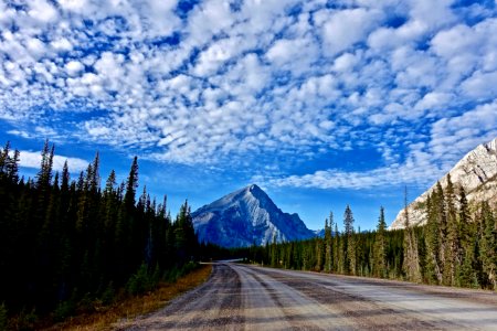 Asphalt Conifer Distance
