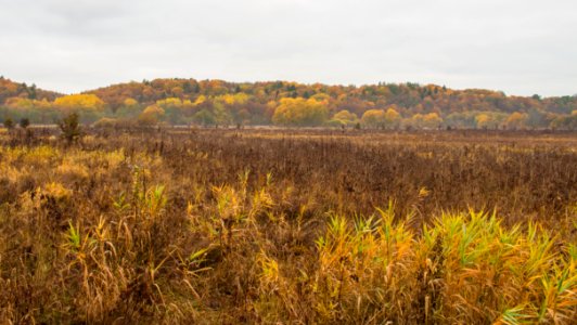 Country Countryside Cropland