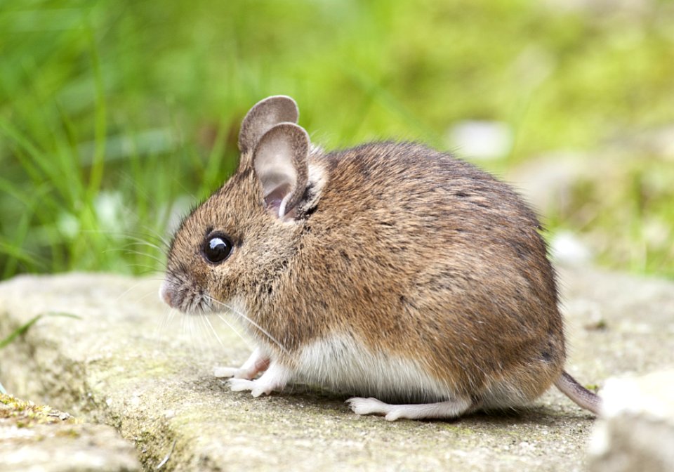 Animal Apodemus Sylvaticus