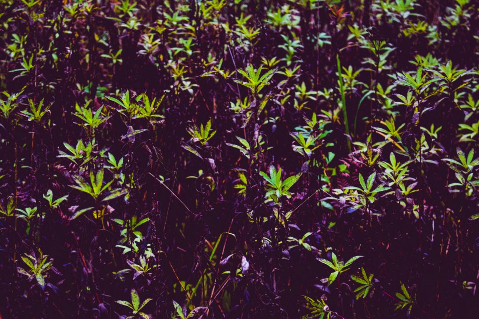 Close-up Growth Herb