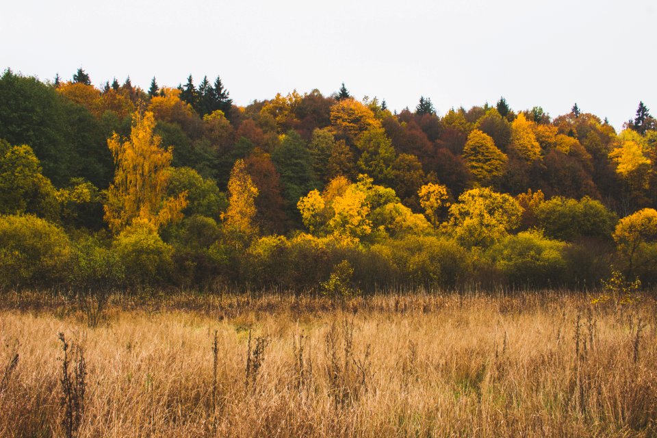 Autumn Colours Forest