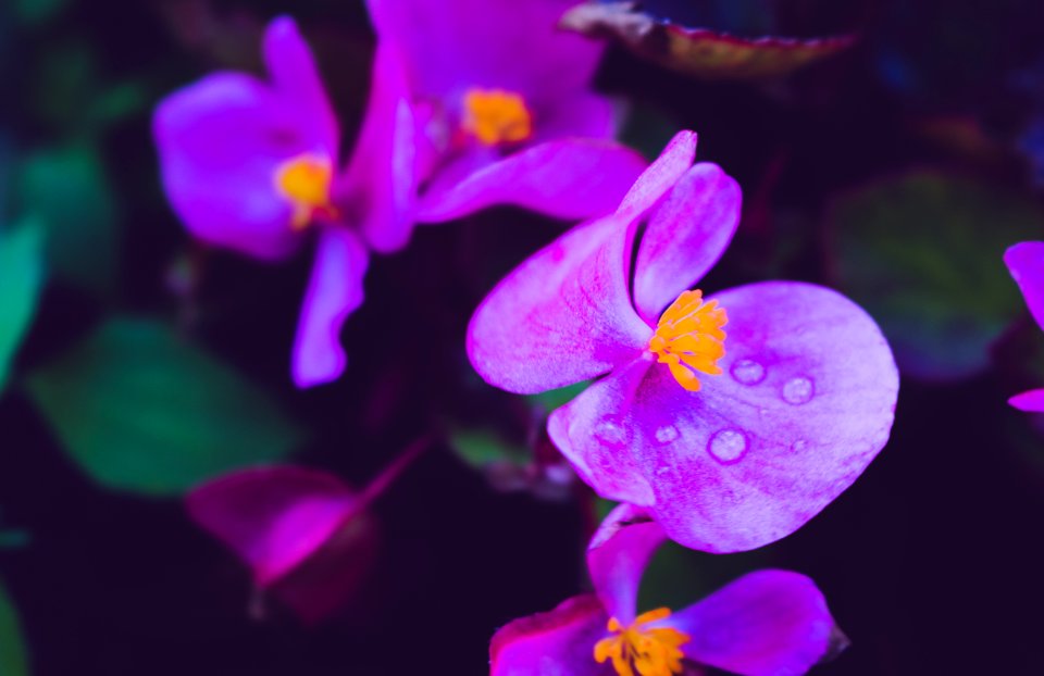 Beautiful Bloom Blooming