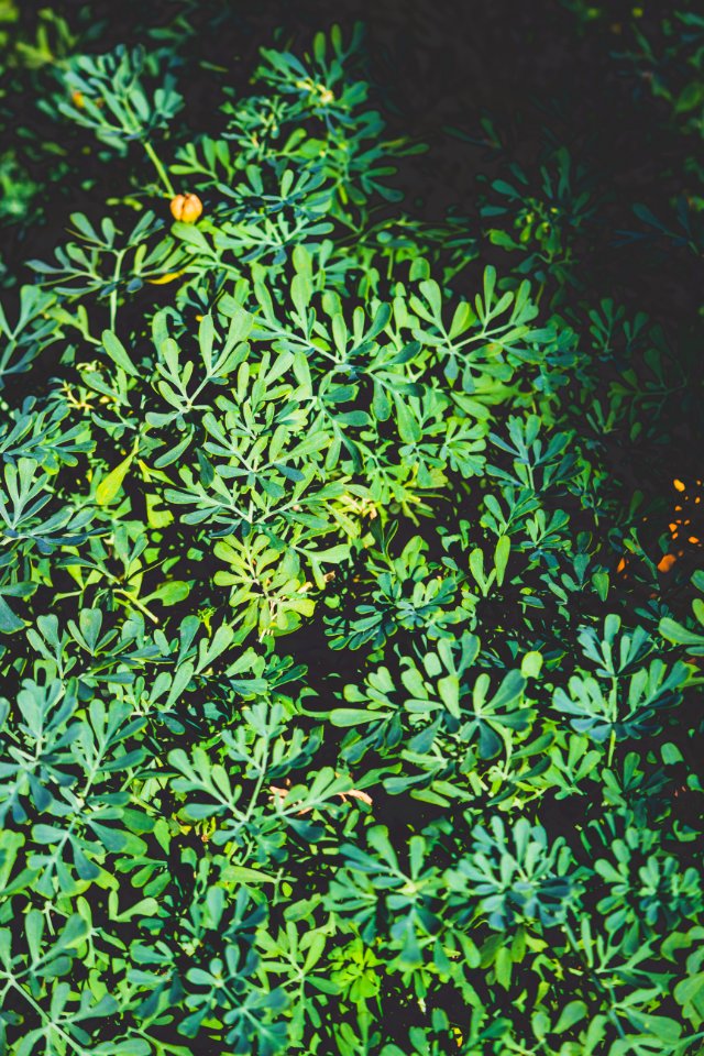 Bright Bush Close-up