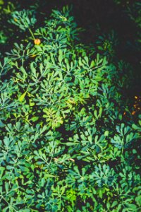 Bright Bush Close-up