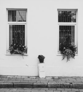 Black-and-white Building Flower photo