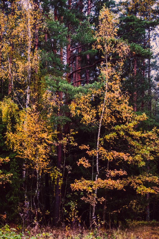Autumn Colours Environment