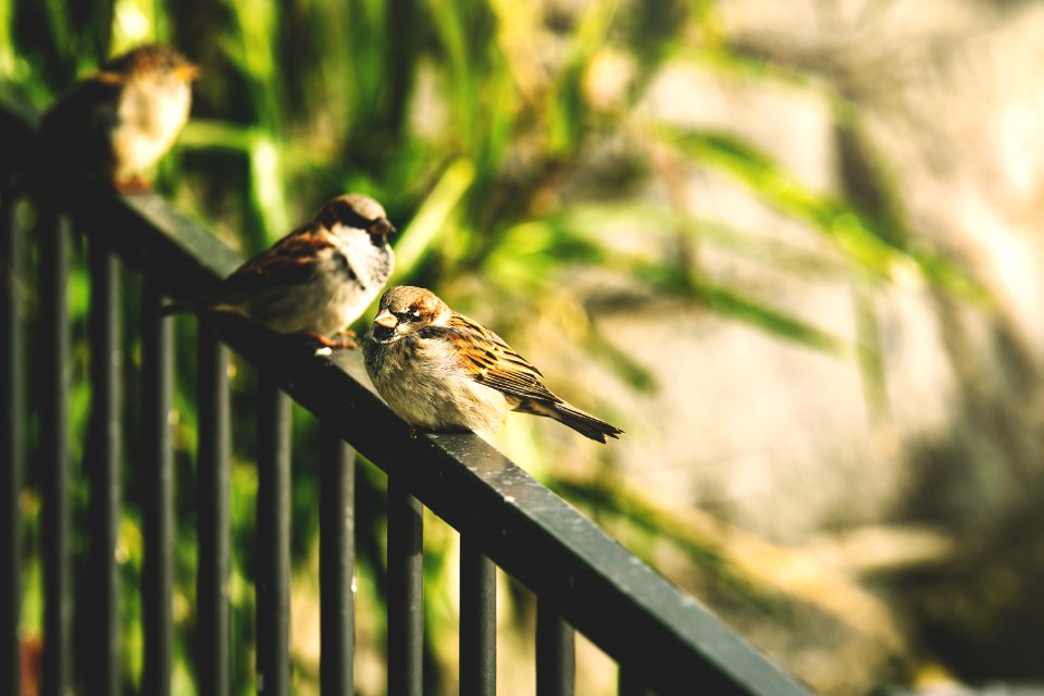 Animal Avian Bird