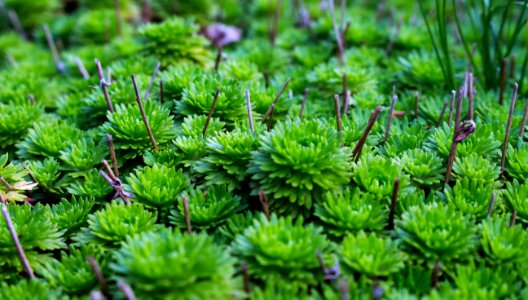 Botanical Close-up Environment