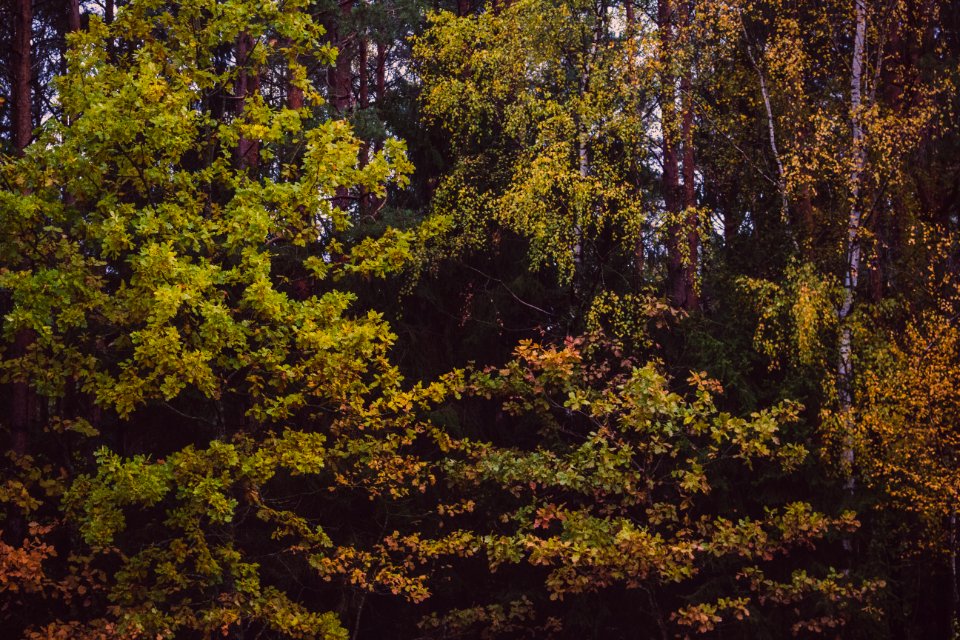 Autumn Colours Environment